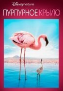 Рекомендуем посмотреть Пурпурные крылья: Тайна фламинго