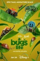 Рекомендуем посмотреть Настоящая жизнь жука