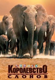 Discovery. Африка – королевство слонов